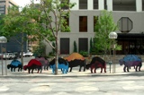 Where the Buffalo roam