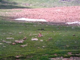Golden Marmot soaking up the sun