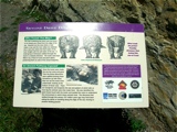 Fossilized footprints